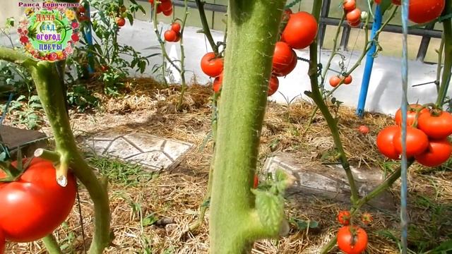 Выберите высокоурожайные томаты в 2020 г. Высокорослые урожайные томаты в теплицах - залог урожая смотреть онлайн