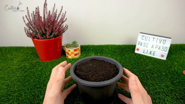 GERMINAR PLÁTANO o banano desde la fruta? Todo lo que debes saber si lo quieres hacer bien смотреть онлайн