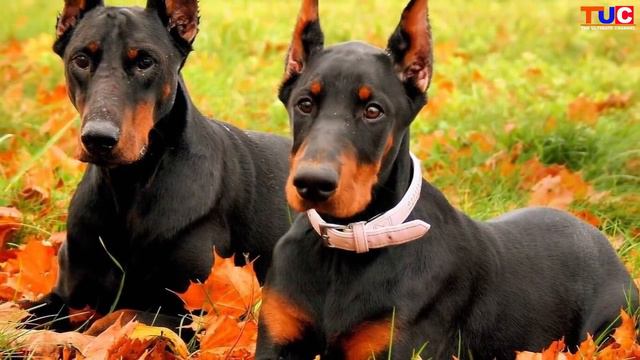 Pitbull Terrier VS Doberman Pinscher : Dog VS Dog : TUC смотреть онлайн
