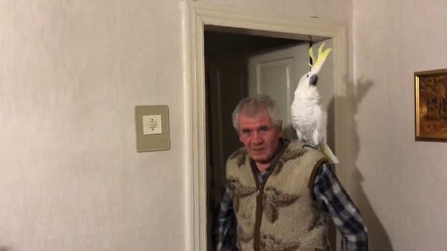 Шок ? попугай Какаду за 3 месяца забыл хозяина смотреть онлайн