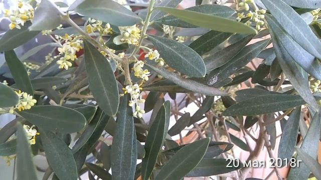 Оливковое дерево дома!!! смотреть онлайн