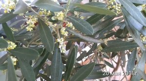 Оливковое дерево дома!!!