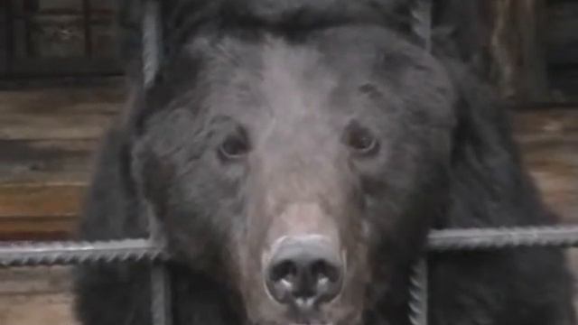 Бурый медведь Танай смотреть онлайн