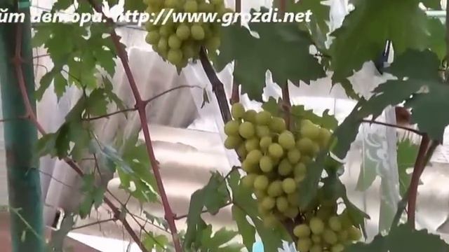 Сорт винограда: Валек смотреть онлайн