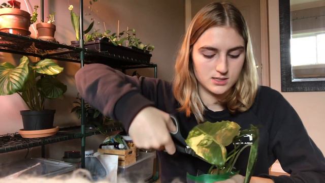 Etsy wish list plant unboxing! смотреть онлайн