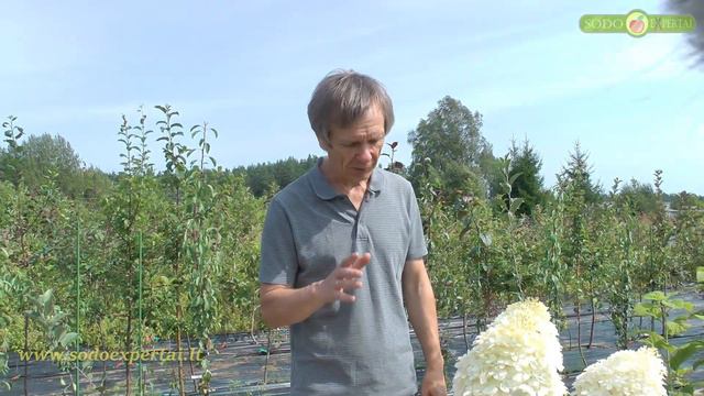 Šluotelinė hortenzija Phantom смотреть онлайн