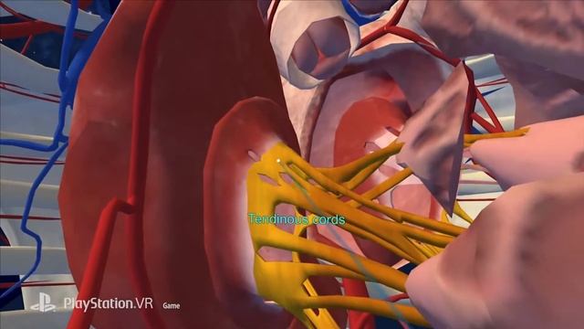 Анонсирован трейлер игры Human Anatomy VR