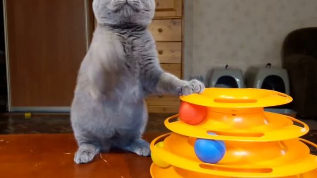 Британский котенок Viola, голубой окрас. Живет в новом доме. смотреть онлайн