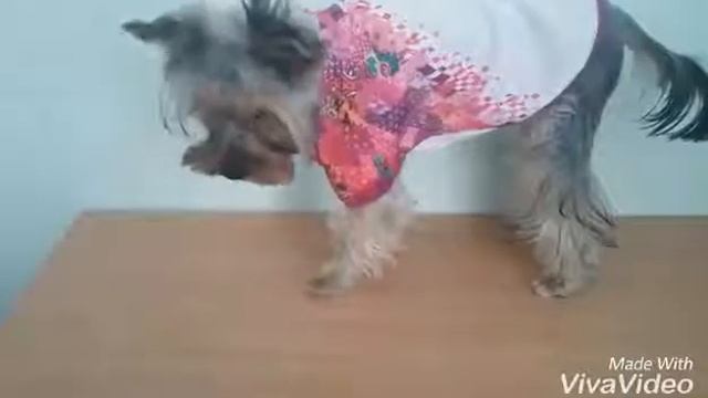Весенние новинки, новая стрижка и НАКОНЕЦ ТО НОВОЕ ВИДЕО!!! смотреть онлайн