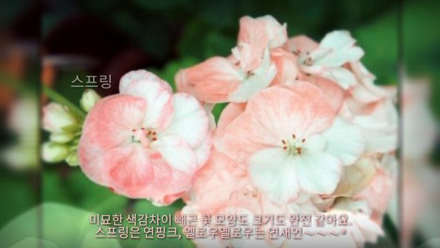 제라늄 #16 스웨인햄 멜로우옐로우ㅣ유럽제라늄ㅣ햇살곰ㅣSwainham Mellow YellowㅣEurope PelargoniumㅣGeranium смотреть онлайн