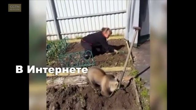 В российском Интеренте появилось забавное видео. Медвежонок помогает сажать картошку [Age 0+] смотреть онлайн