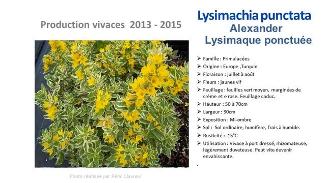 Jardinage:Lysimachia Punctata Alexander Lysimaque Ponctuée: Plante Vivace