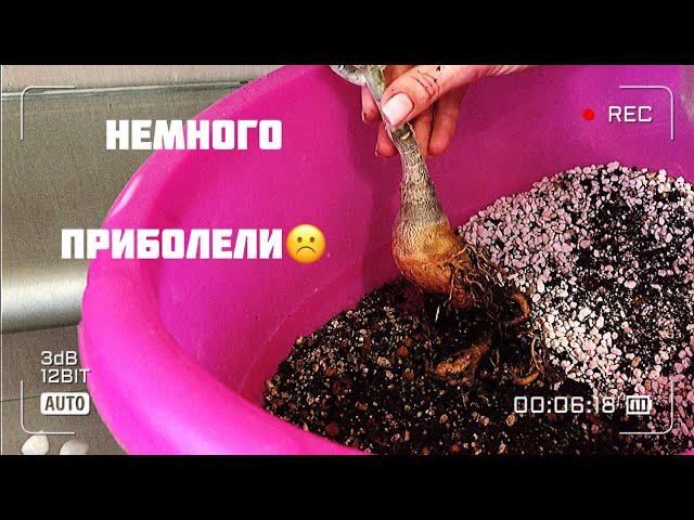 Адениум. Начали загнивать корни у прививки смотреть онлайн