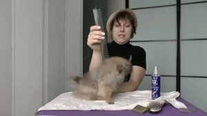 часть 2. расчесывание щенка шпица
