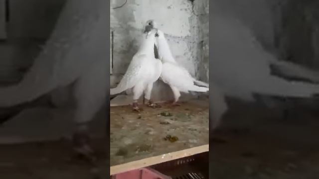 ,Pigeons, Adana,Голуби,Сирийские