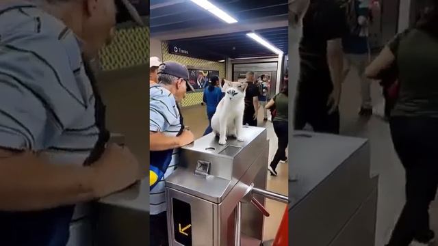 Que gato más simpático! смотреть онлайн