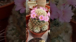 Маммилярия