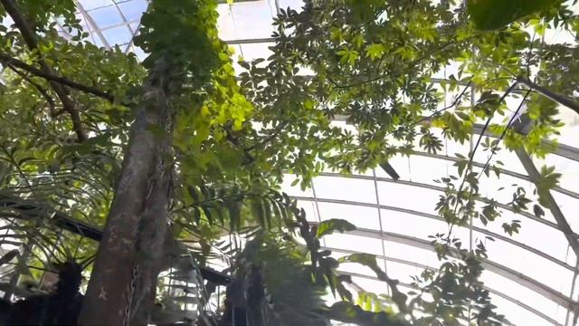 Orchid Show. New York. Шоу Орхидей Цветок древнего Кита. Цветочный коктейль ацтеков . смотреть онлайн