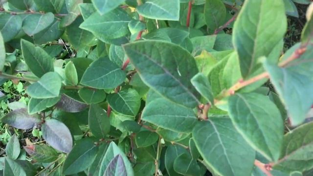 ЖИЗНЬ в ГЛУХОЙ ДЕРЕВНЕ.БЕЛАРУСЬ. Голубика самая поздняя и вкусная АВРОРА смотреть онлайн