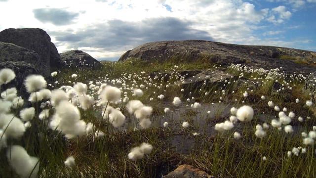 Дальние Зеленцы, Мурманская область. смотреть онлайн