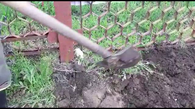 Опрокидыватель для мотоблока Нева своими руками. Фрезеровка почвы под картошку.