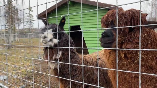 Влог: поездка в Карелию 2021 смотреть онлайн