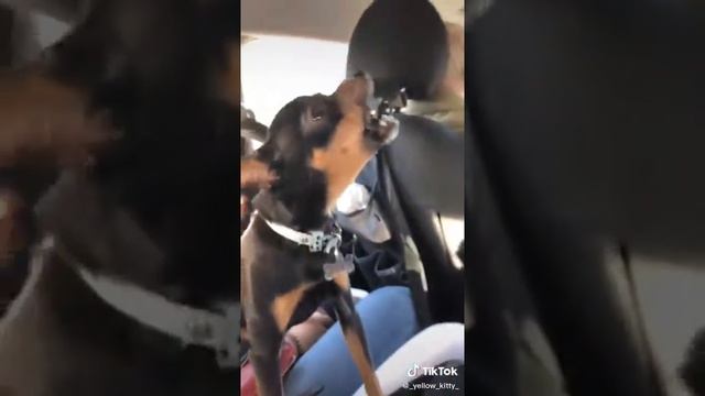Научил собаку красиво петь ? смотреть онлайн