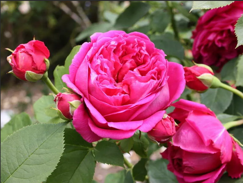 Lady of Megginch.avi смотреть онлайн