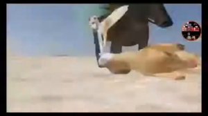 Львумба за 1 секунду