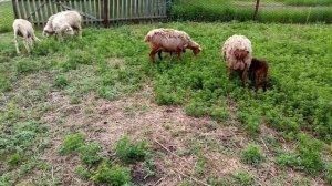 Забой барана и очередной окот