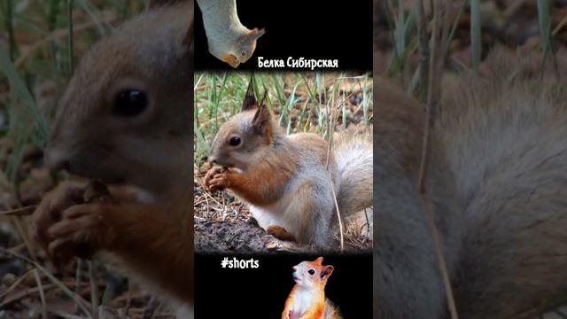 В траве сидит бельчонок