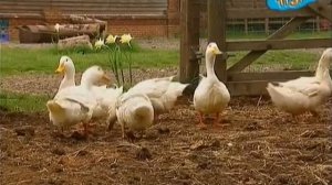 Мультик -большая ферма Тиджи