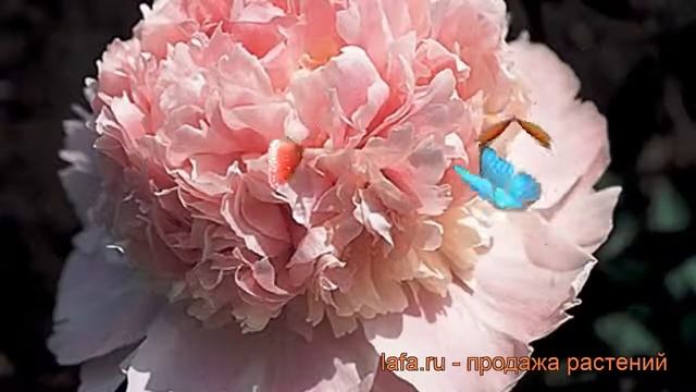 Пион травянистый Энджел Чикс (paeonia) ? Энджел Чикс обзор: как сажать, рассада пиона Энджел Чикс смотреть онлайн