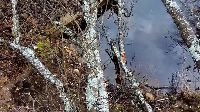 VID 1637220430119 Я забыл что такое любовь... (Н. Рубцов)...Павел Васильев Лахтинский смотреть онлайн