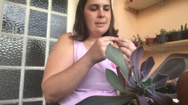 Replantando minha Echeveria gibiflora смотреть онлайн