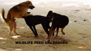 Dogs Mating   Top 3 Dogs Mating video