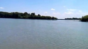 Джунгли на Кубани  Берег р  Протока в районе г  Славянска на Кубани