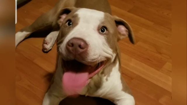 MEXICANOS🇲🇽 EN USA🇺🇸 Crecimiento de un pitbull🐶 de 2 meses a un año (CAPO) смотреть онлайн