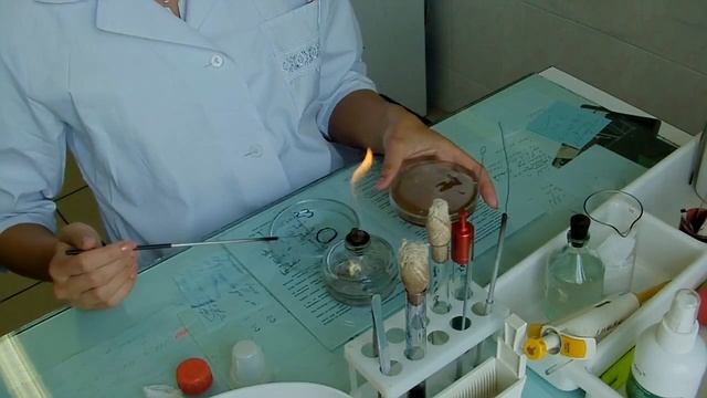 Приготовление мазка бактериальной культуры смотреть онлайн