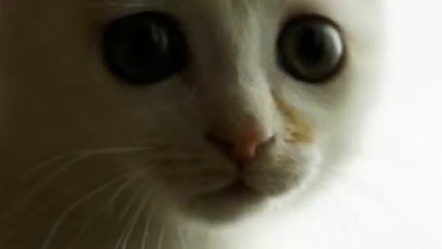 Котенок смотреть онлайн