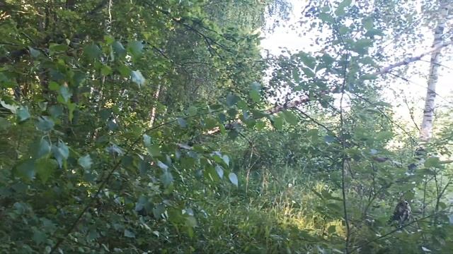 Белые грибы по утру в дубовой посадке | Грибы 2022 смотреть онлайн