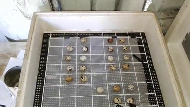 Шаг в деревню 31 смотреть онлайн