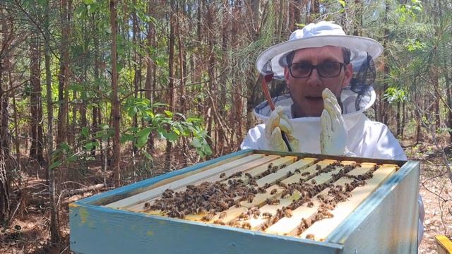 Three week hive inspection- Groovy Vibes Farm смотреть онлайн