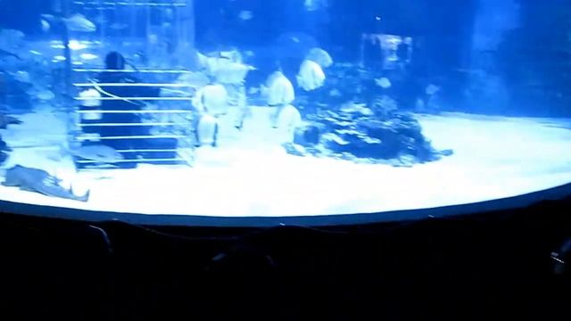 Кормление акул.Тропикариум-океанариум, Будапешт смотреть онлайн