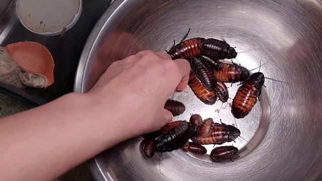 Нюансы содержания Мадагаскарского таракана Сравнение с аргентинским тараканом смотреть онлайн