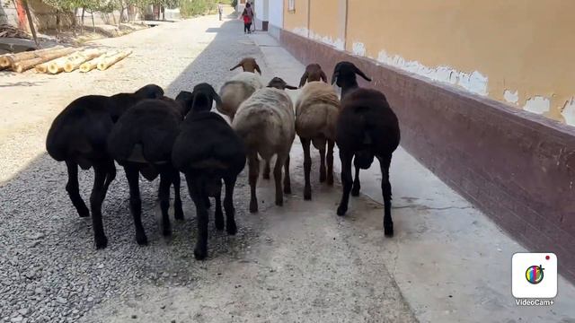 TOJIKISTON XISSORI QOCHKORLARi ARZON NARXDA ☎️91-365-00-88 ☎️93-494-00-88