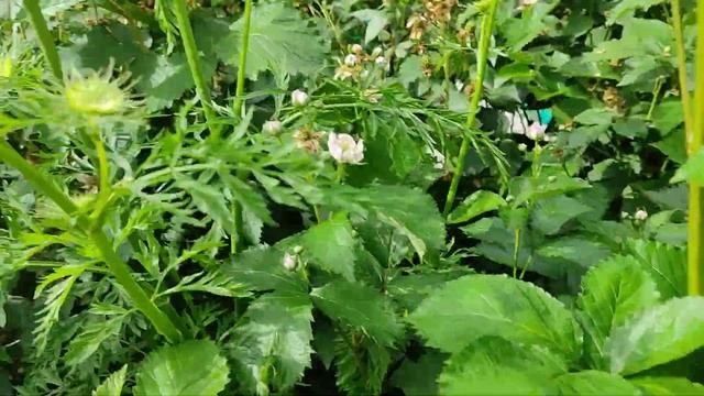 ежевика ремы и др. ответ какой сорт выбрать смотреть онлайн