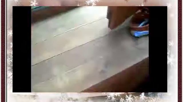 Для собак Аксессуары для твоего питомца смотреть онлайн