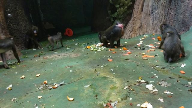 Забавные мандрилы смотреть онлайн