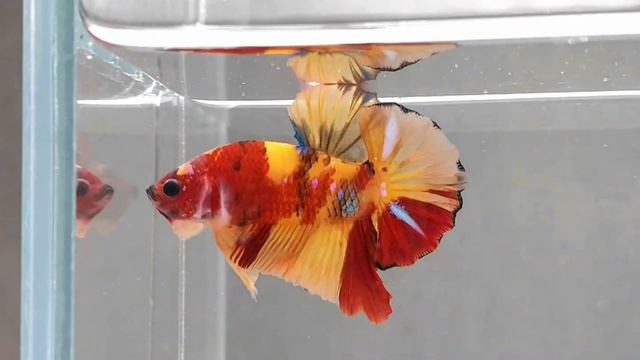 Nemo Galaxy смотреть онлайн